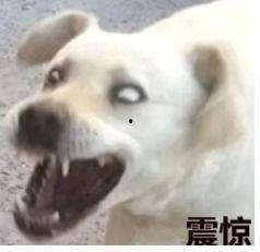 娱乐吃瓜君傻狗的日常